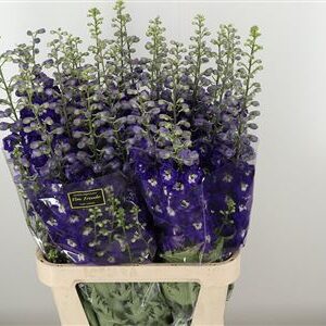 Fialový Delphinium El Elm Freude Purple