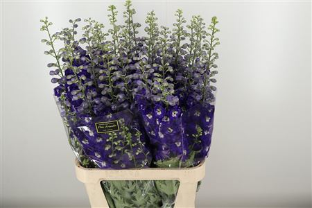 Fialový Delphinium El Elm Freude Purple