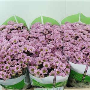 Ružová chryzantéma San Rossi Pink