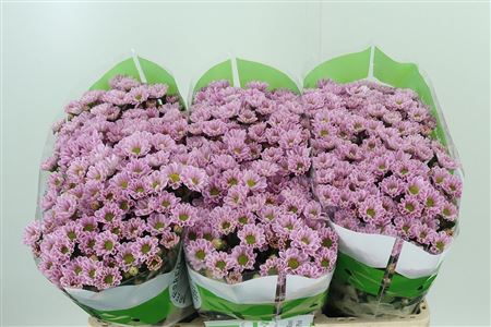 Ružová chryzantéma San Rossi Pink