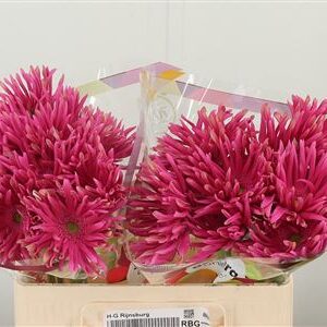Gerbera Pasta Rebel Typhoon s plným kvetom a zvlnenými lupeňmi