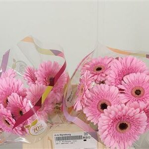 Gerbera veľkokvetá Pre-semmy s jemnými okvetnými lístkami