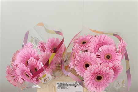 Gerbera veľkokvetá Pre-semmy s jemnými okvetnými lístkami