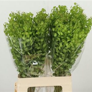 Thlaspi Butterfly 65 cm