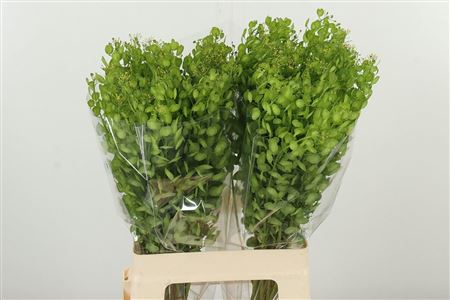 Thlaspi Butterfly 65 cm