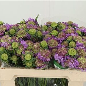 Scabiosa Bon Bon Ube Scoop Ube Milka fialový rezaný kvet