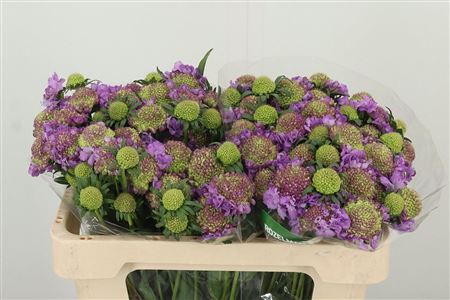 Scabiosa Bon Bon Ube Scoop Ube Milka fialový rezaný kvet