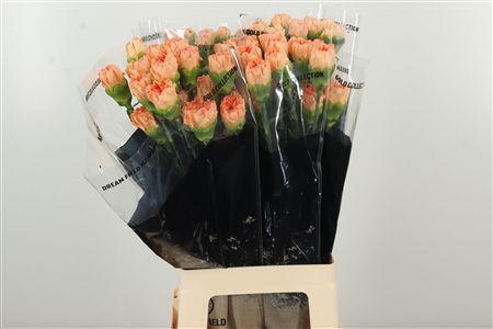 Di St Megan – čerstvý rezaný kvet, dĺžka: 70 cm, pôvod: CO