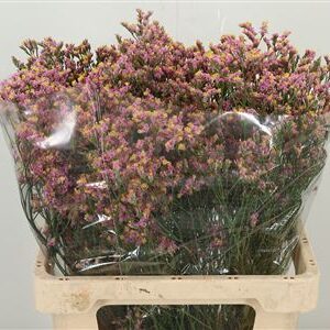 Limonium Sin Blush Diamond ružový rezaný kvet