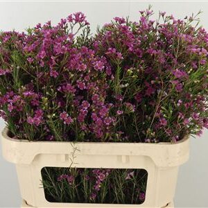 Chamelaucium Early Nir Light Pink – jemný svetloružový rezaný kvet, dĺžka 60 cm
