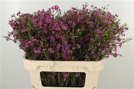 Chamelaucium Early Nir Light Pink – jemný svetloružový rezaný kvet, dĺžka 60 cm