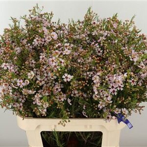 Chamelaucium Sexy Bloom – čerstvý rezaný kvet s dĺžkou 80 cm