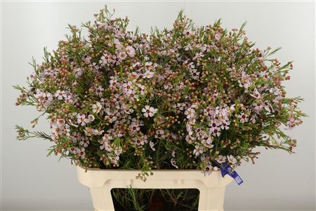 Chamelauc Sexy Bloom – čerstvý rezaný kvet, dĺžka: 80 cm, pôvod: ZA