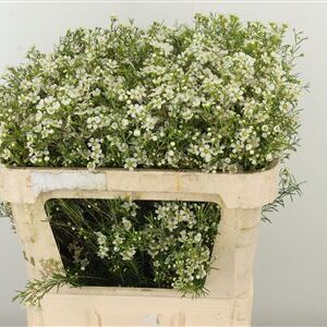 Chamelaucium White Ofir – čerstvý rezaný kvet, dĺžka: 75 cm, pôvod: PE