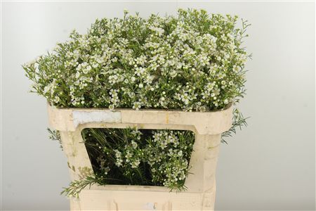 Chamelauc White Ofir – čerstvý rezaný kvet, dĺžka: 75 cm, pôvod: PE
