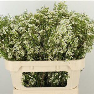 Chamelaucium Wit Denmark Pearl – čerstvý rezaný kvet, dĺžka: 70 cm, pôvod: PE
