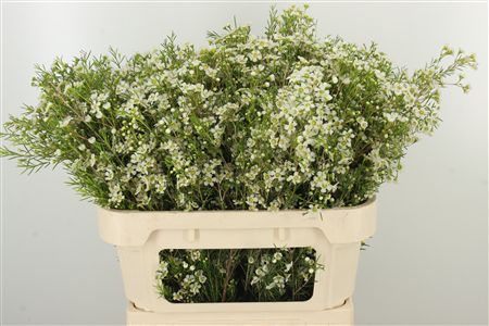 Chamelauc Wit Denmark Pearl – čerstvý rezaný kvet, dĺžka: 70 cm, pôvod: PE
