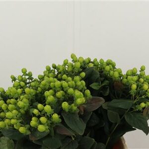 Hypericum Sisu Charm – čerstvý rezaný kvet, dĺžka: 50 cm