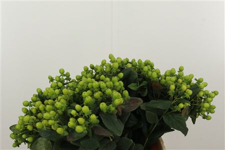 Hyp Sisu Charm – čerstvý rezaný kvet, dĺžka: 40 cm, pôvod: KE