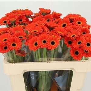 Ge Mi Aq Piccolini Palmaria – čerstvý rezaný kvet, dĺžka: 50 cm, pôvod: NL