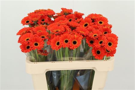 Gerbera Ge Mi Aq Piccolini Palmaria – čerstvý rezaný kvet, dĺžka: 50 cm, pôvod: NL