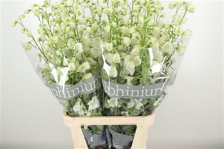 Delph El Centurion White – čerstvý rezaný kvet, dĺžka: 110 cm, pôvod: NL