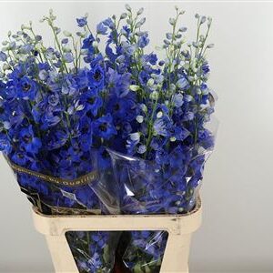 Delphinium El Hollands Glorie Bright Blue 90 cm