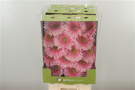 Gerbera Romella 50 cm