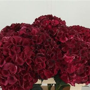 Hortenzia M Dark Ruby