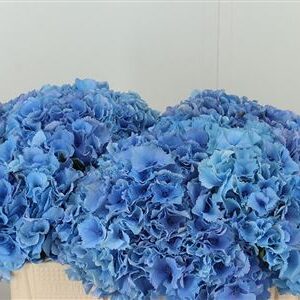 Hydr M Royal Parade Blue – čerstvý rezaný kvet, dĺžka: 50 cm, pôvod: NL