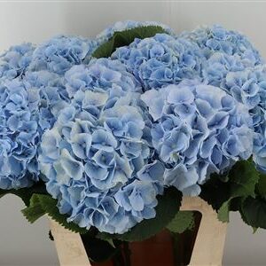 Hydr M Verena Blue – čerstvý rezaný kvet, dĺžka: 80 cm, pôvod: NL