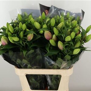 Or. Double Roselilly Floretta – čerstvý rezaný kvet, dĺžka: 80 cm