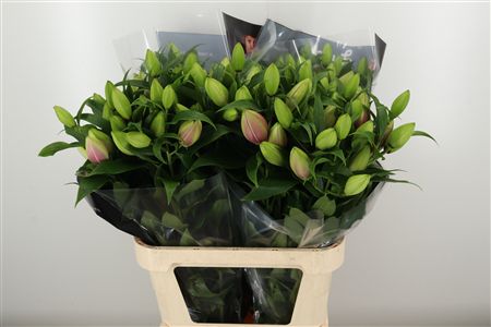Or. Double Roselilly Floretta – čerstvý rezaný kvet, dĺžka: 80 cm