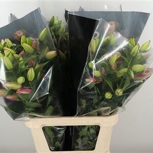 Or. Double Roselilly Floretta – čerstvý rezaný kvet, dĺžka: 80 cm