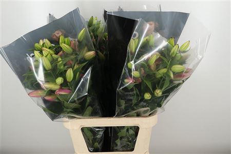 Or. Double Roselilly Floretta – čerstvý rezaný kvet, dĺžka: 80 cm