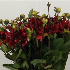 Dahlia Antibes – čerstvý rezaný kvet, dĺžka: 45 cm, pôvod: NL