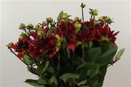 Dahlia Antibes – čerstvý rezaný kvet, dĺžka: 45 cm, pôvod: NL