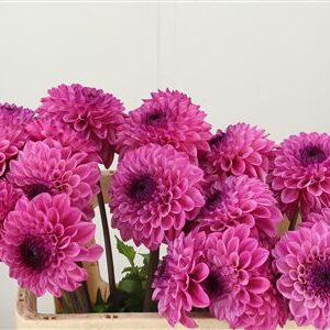 Dalia Yvonne Geerling – čerstvý rezaný kvet, dĺžka: 50 cm, pôvod: NL
