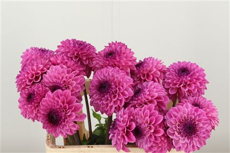 Dalia Yvonne Geerling – čerstvý rezaný kvet, dĺžka: 50 cm, pôvod: NL