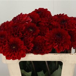 Dahlia Pp Red Fox – čerstvá červená georgína, dĺžka 50 cm