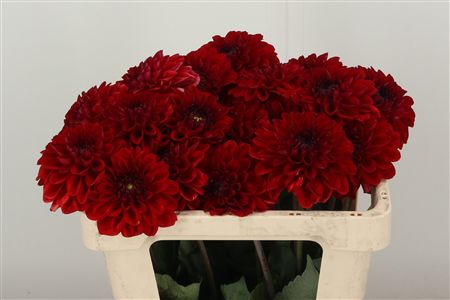 Dahlia Pp Red Fox – čerstvá červená georgína, dĺžka 50 cm