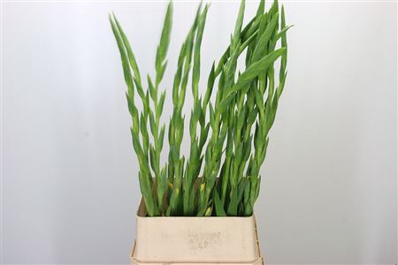 Gladiool Bra Val Yellow – čerstvý rezaný kvet, dĺžka: 110 cm, pôvod: NL