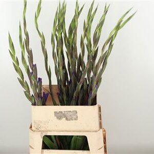 Gladiool Milka – čerstvý rezaný kvet, dĺžka: 110 cm, pôvod: NL
