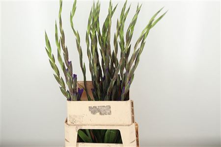 Gladiool Milka – čerstvý rezaný kvet, dĺžka: 110 cm, pôvod: NL