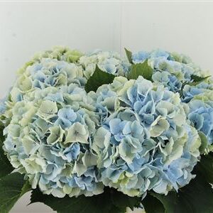 Hortenzia M Verena Blue
