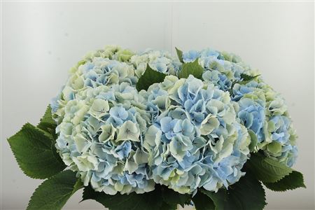 Hortenzia M Verena Blue