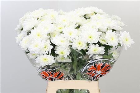 Chr T Bonita – čerstvý rezaný kvet, dĺžka: 65 cm, pôvod: NL