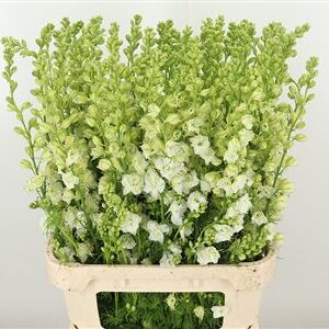 Ružový Delphinium Rids Pink rezaný kvet