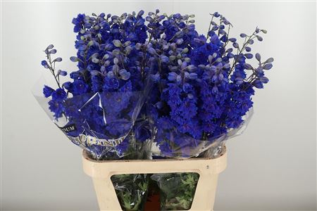 Delph El Amor Midnight Sky – čerstvý rezaný kvet, dĺžka: 80 cm, pôvod: NL