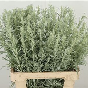Bio Artemisia Silver Queen – čerstvý rezaný kvet, dĺžka: 65 cm, pôvod: NL